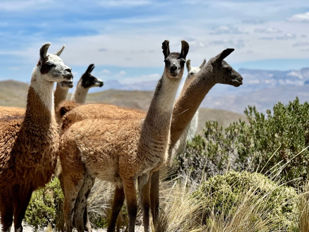 Peru Rundreise 3 Wochen: Route, Highlights & Tipps Colca Canyon Peru Lama