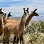 Peru Rundreise 3 Wochen: Route, Highlights & Tipps Colca Canyon Peru Lama