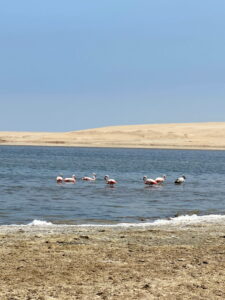Peru Paracas Flamingos