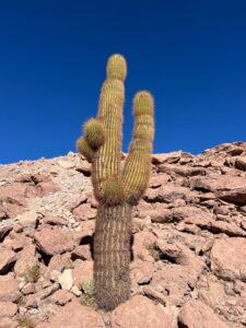 Valle de los Cactus